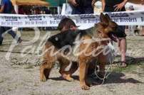 2 Esposizione canina 29.6.2014 Pico - IMG_3881